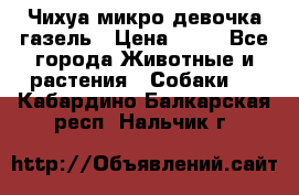 Чихуа микро девочка газель › Цена ­ 65 - Все города Животные и растения » Собаки   . Кабардино-Балкарская респ.,Нальчик г.